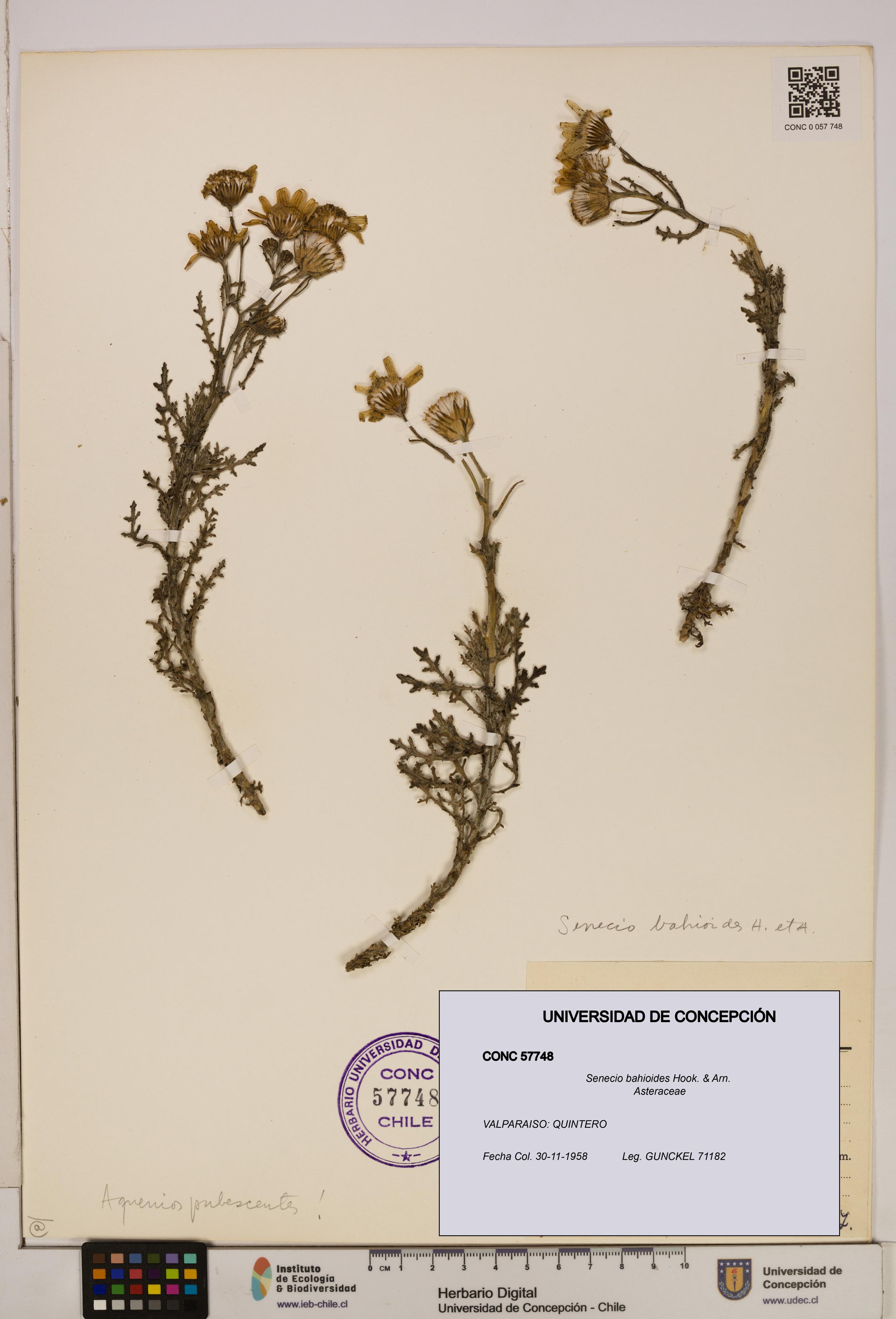 Senecio bahioides [Espécimen: UDEC:CONC:0057748]