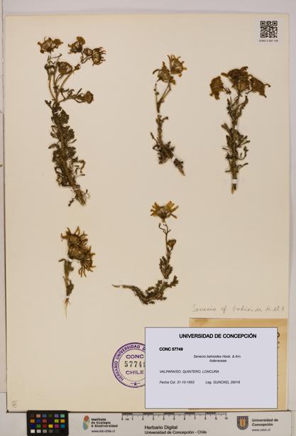 Senecio bahioides [Espécimen: UDEC:CONC:0057749]