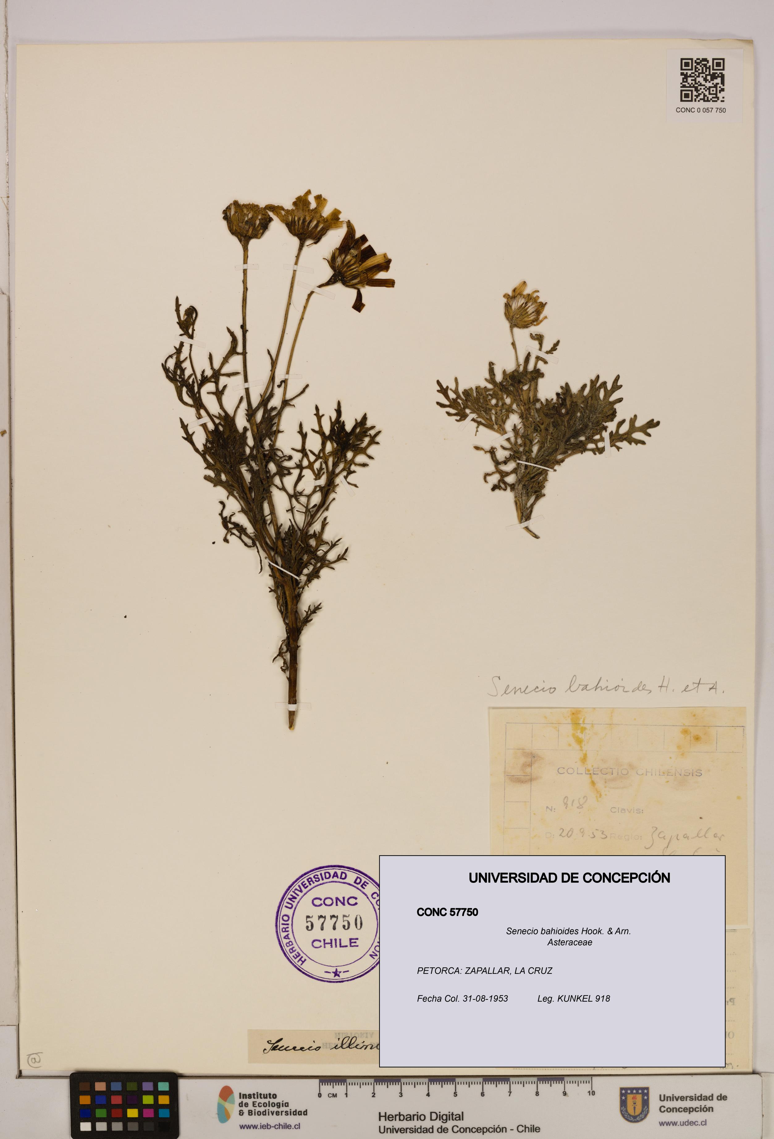 Senecio bahioides [Espécimen: UDEC:CONC:0057750]