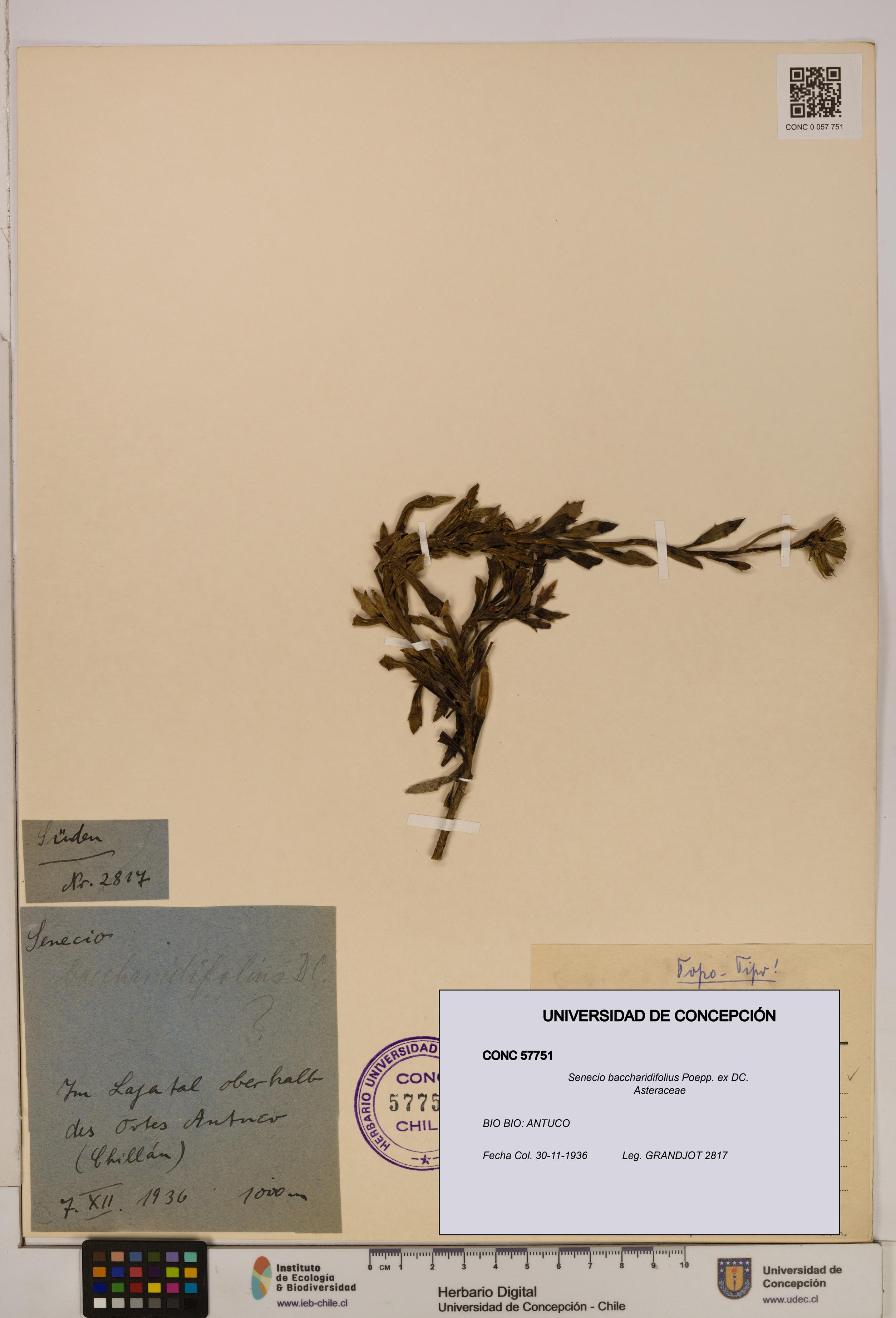 Senecio baccharidifolius [Espécimen: UDEC:CONC:0057751]