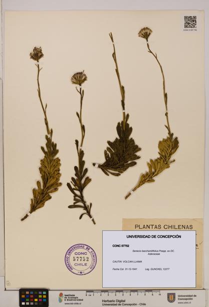 Senecio baccharidifolius [Espécimen: UDEC:CONC:0057752]