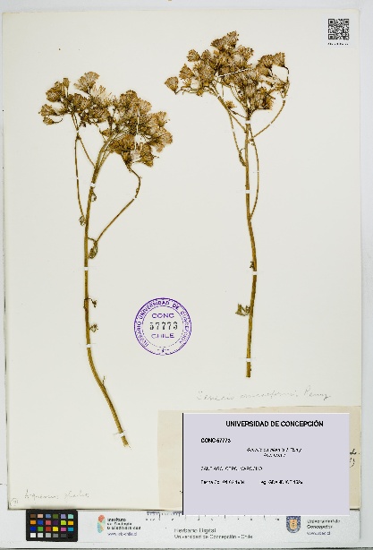 Senecio eruciformis [Espécimen: UDEC:CONC:0057773]