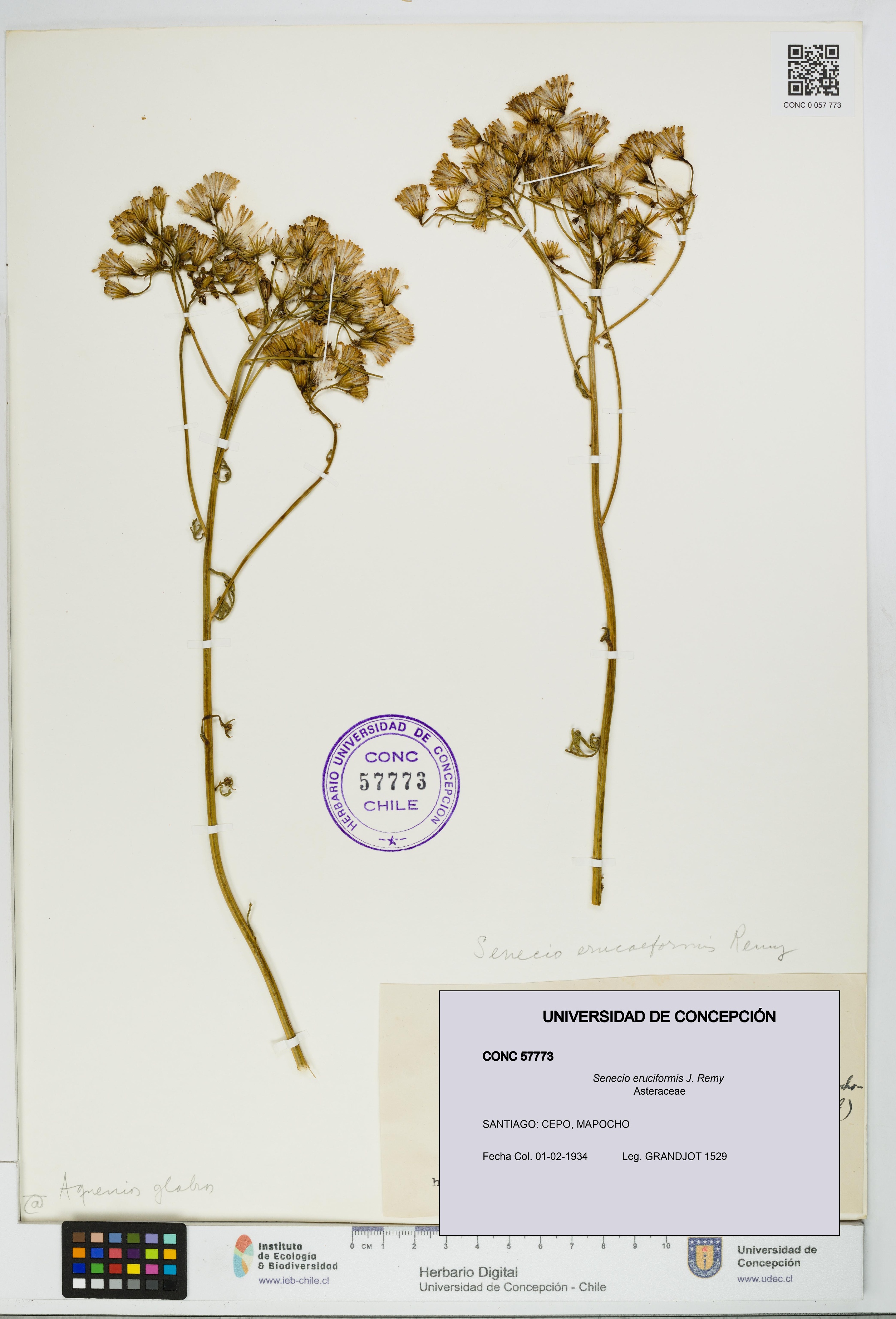 Senecio eruciformis [Espécimen: UDEC:CONC:0057773]