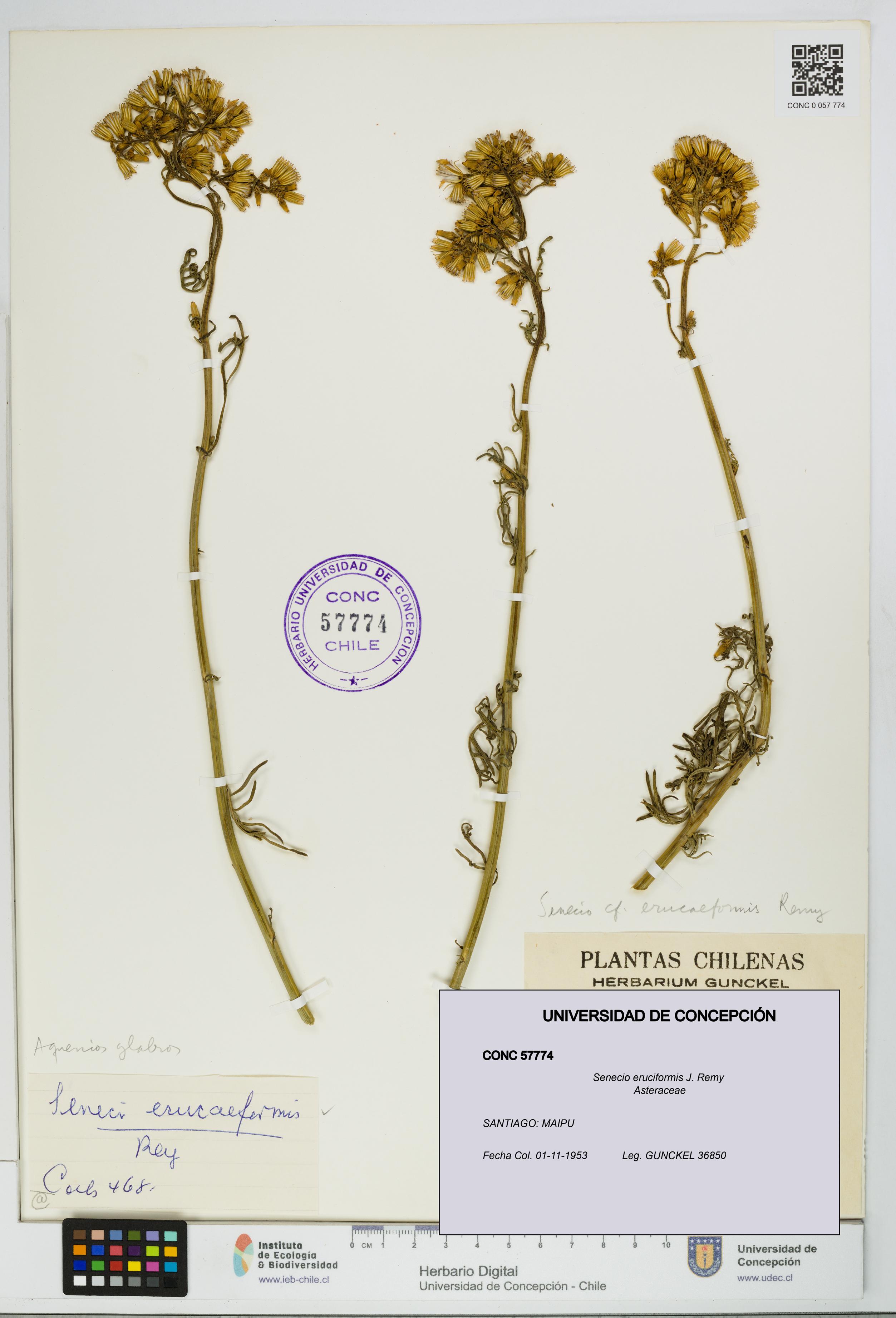 Senecio eruciformis [Espécimen: UDEC:CONC:0057774]