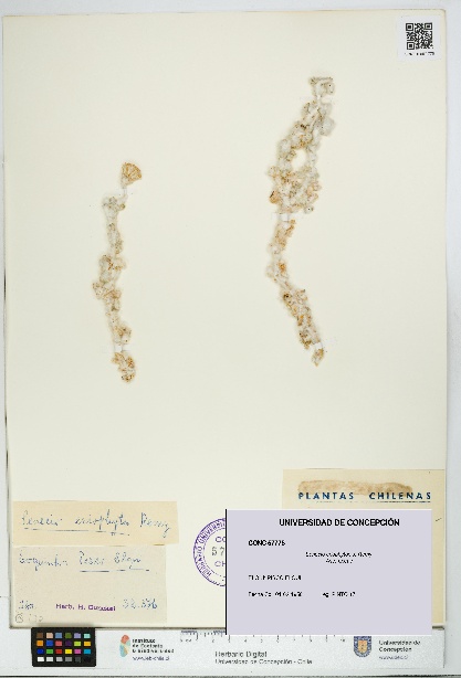 Senecio eriophyton [Espécimen: UDEC:CONC:0057775]