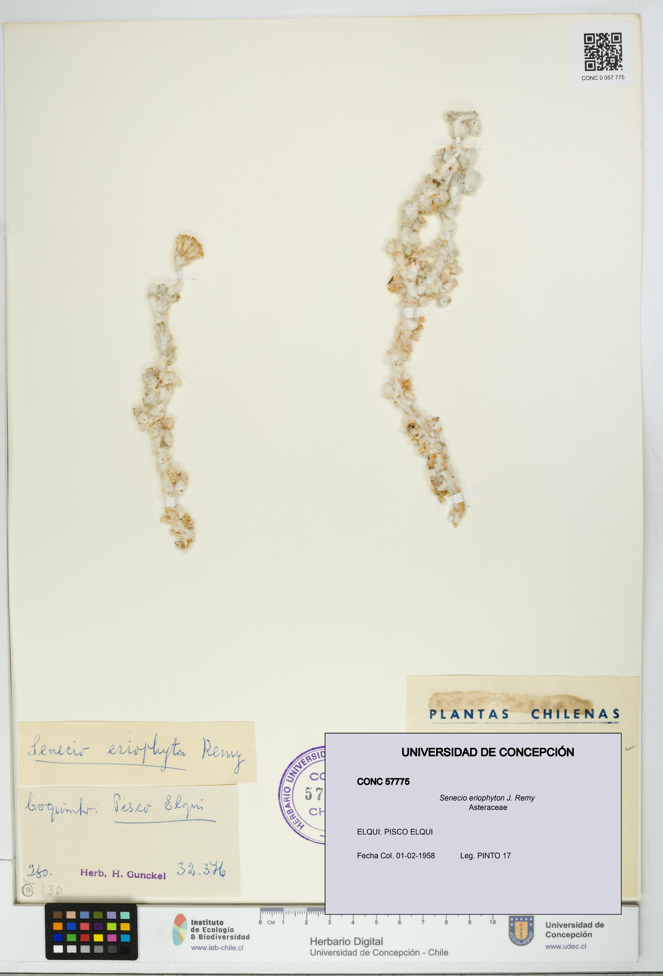 Senecio eriophyton [Espécimen: UDEC:CONC:0057775]