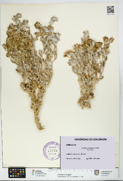 Senecio eriophyton [Espécimen: UDEC:CONC:0057776]