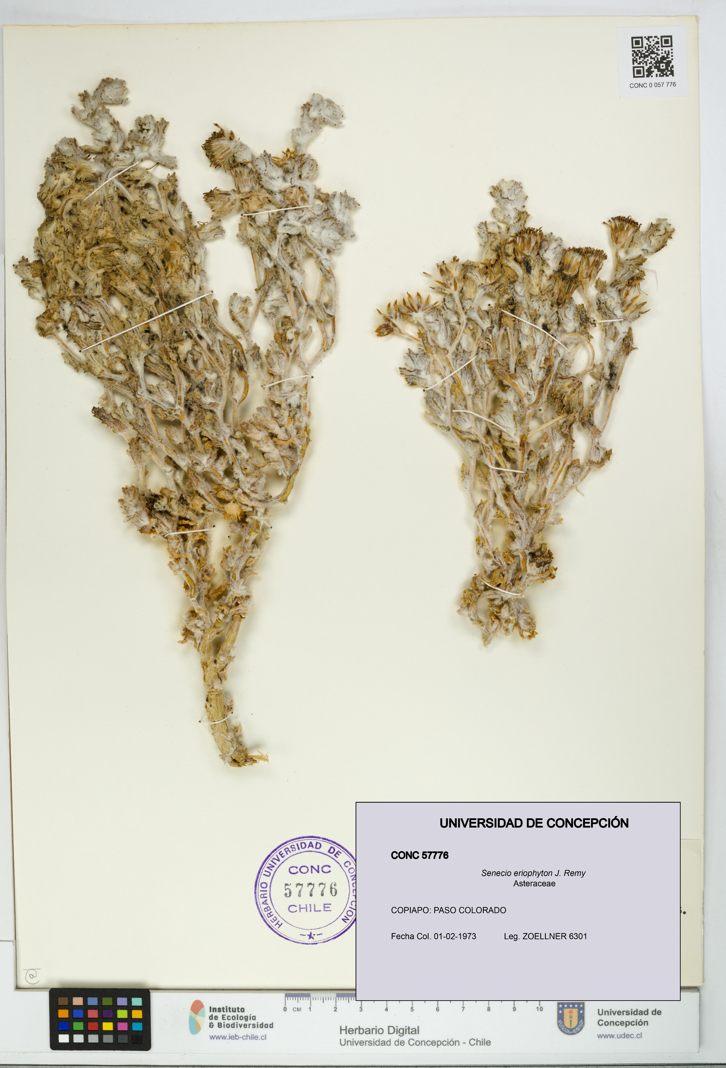 Senecio eriophyton [Espécimen: UDEC:CONC:0057776]