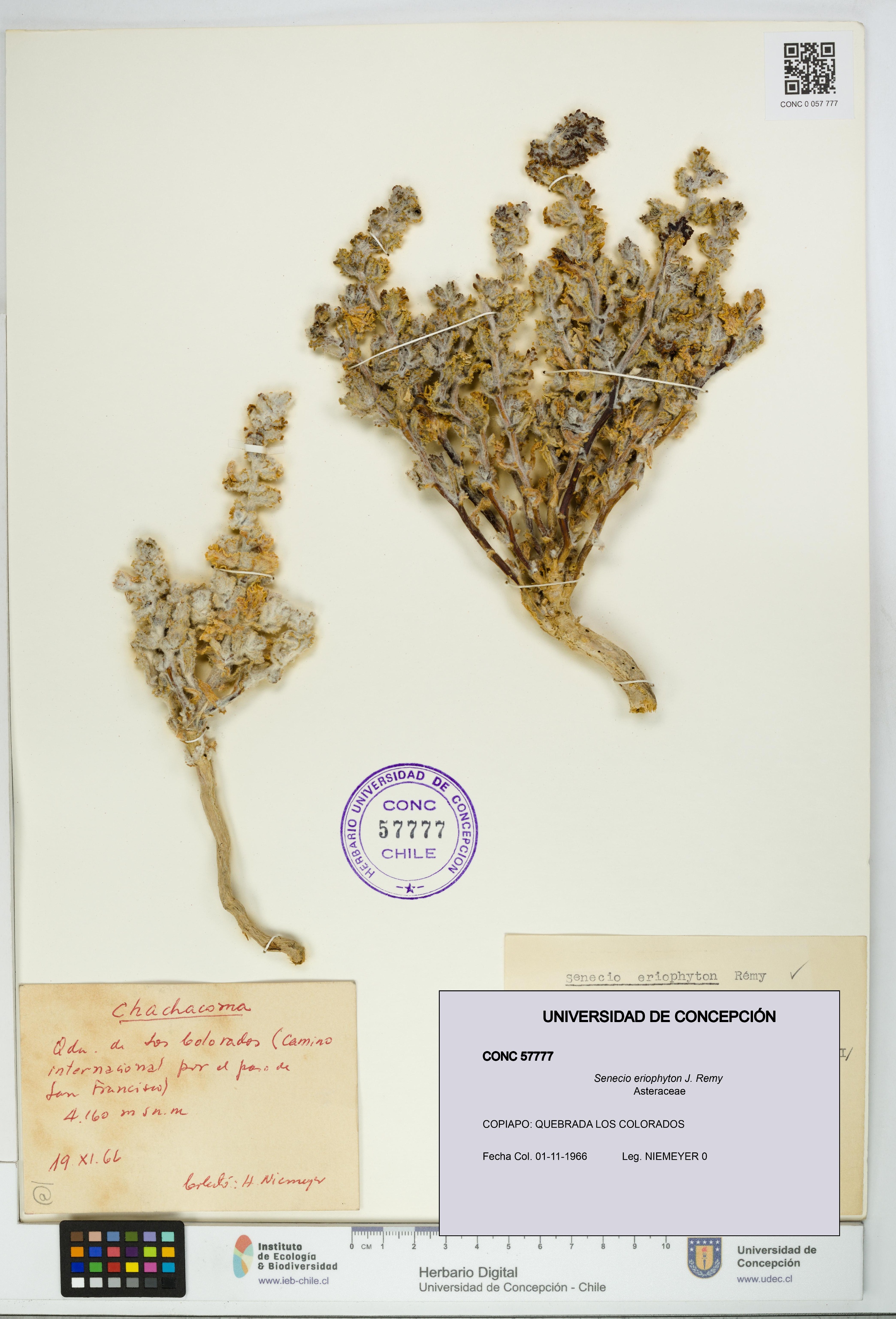 Senecio eriophyton [Espécimen: UDEC:CONC:0057777]
