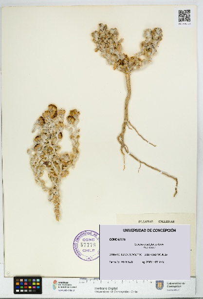 Senecio eriophyton [Espécimen: UDEC:CONC:0057778]