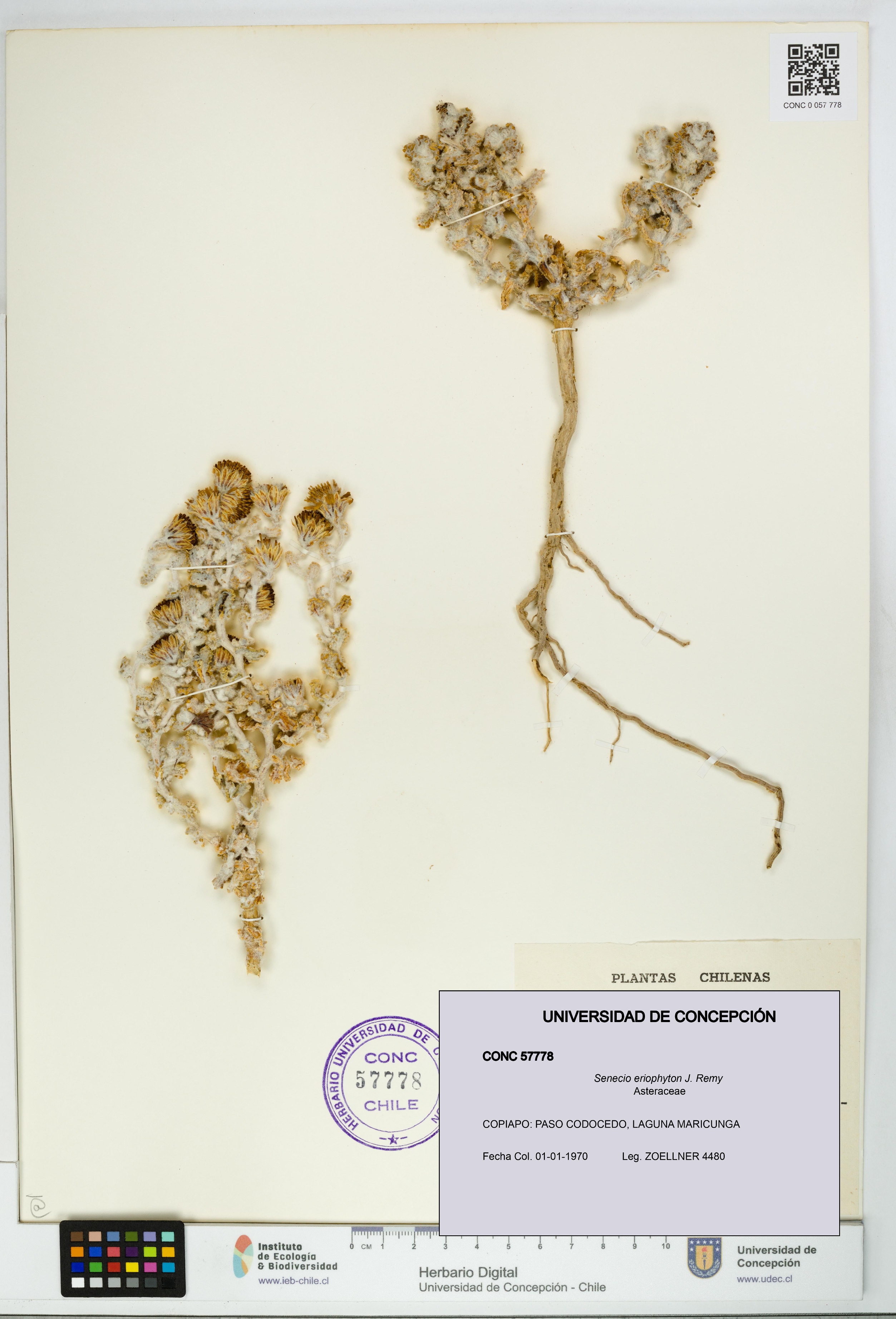 Senecio eriophyton [Espécimen: UDEC:CONC:0057778]