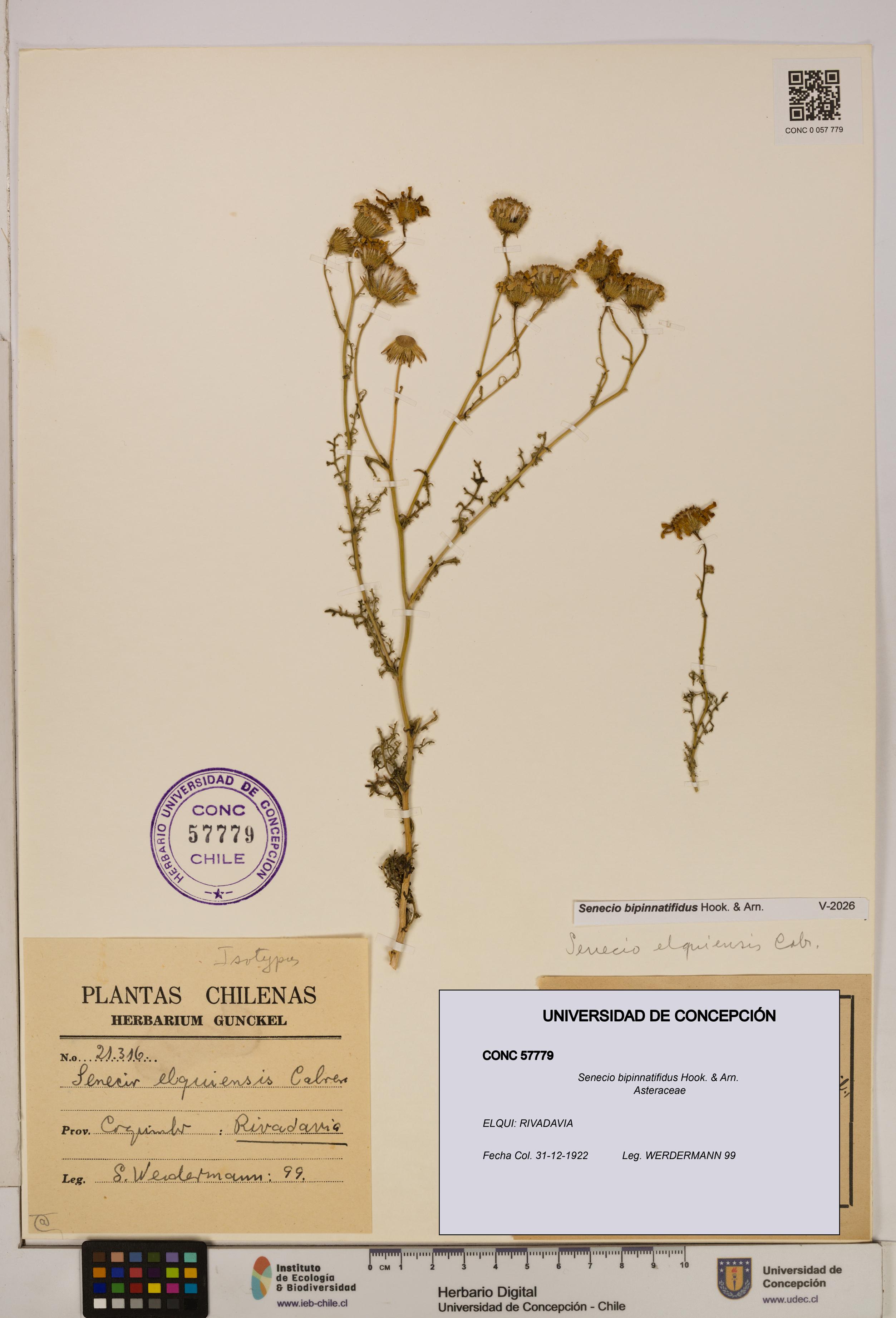 Senecio bipinnatifidus [Espécimen: UDEC:CONC:0057779]