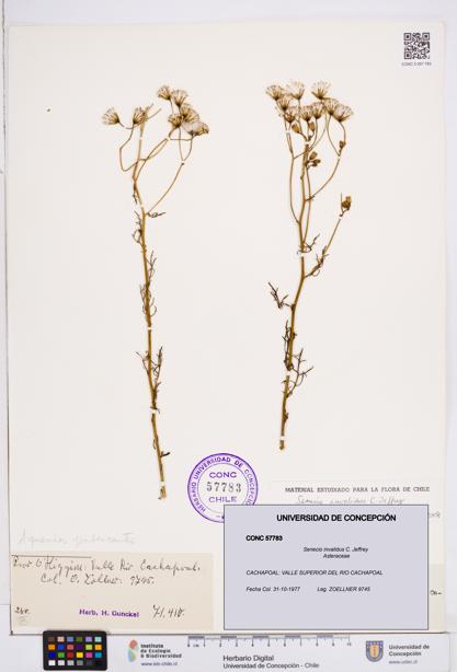 Senecio invalidus [Espécimen: ]