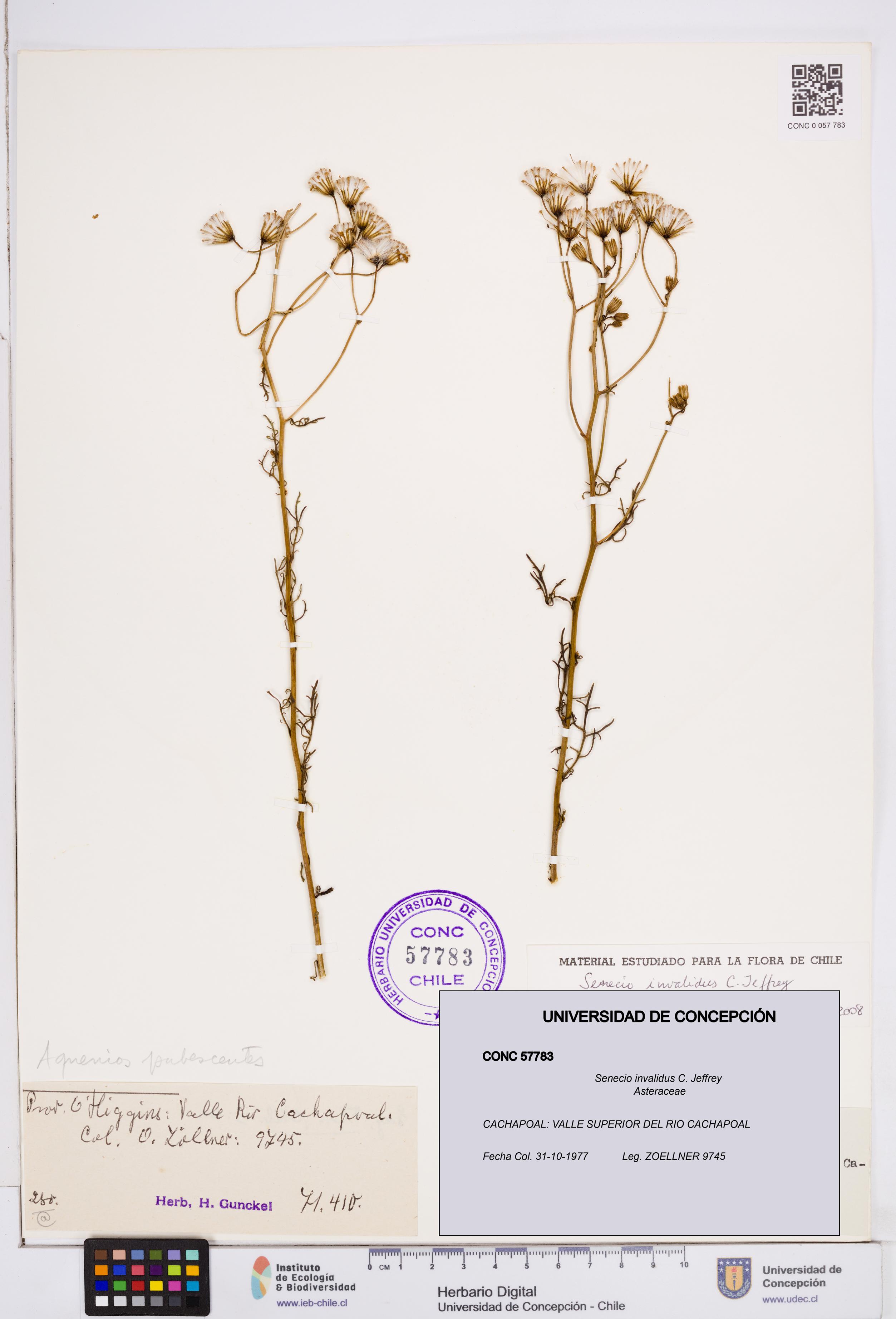 Senecio invalidus [Espécimen: ]