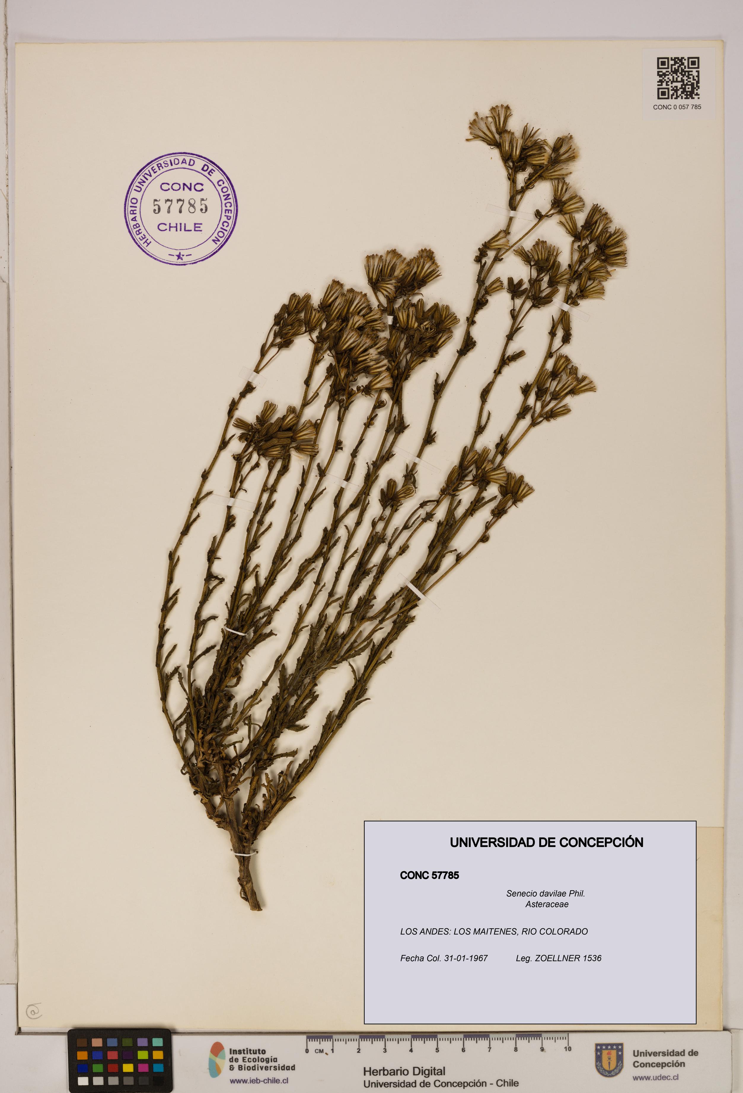 Senecio davilae [Espécimen: UDEC:CONC:0057785]