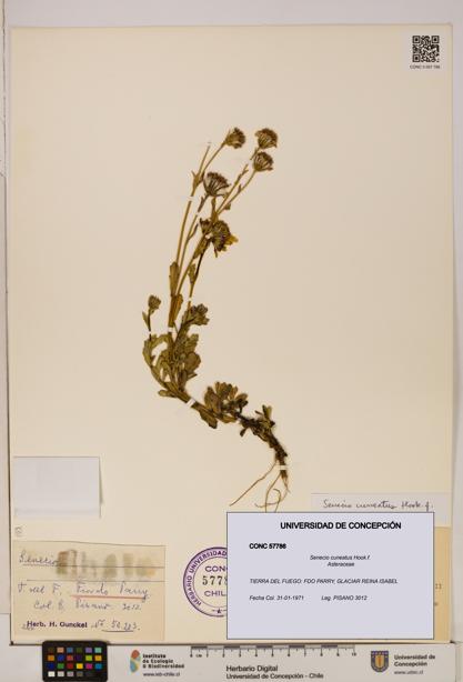 Senecio cuneatus [Espécimen: UDEC:CONC:0057786]