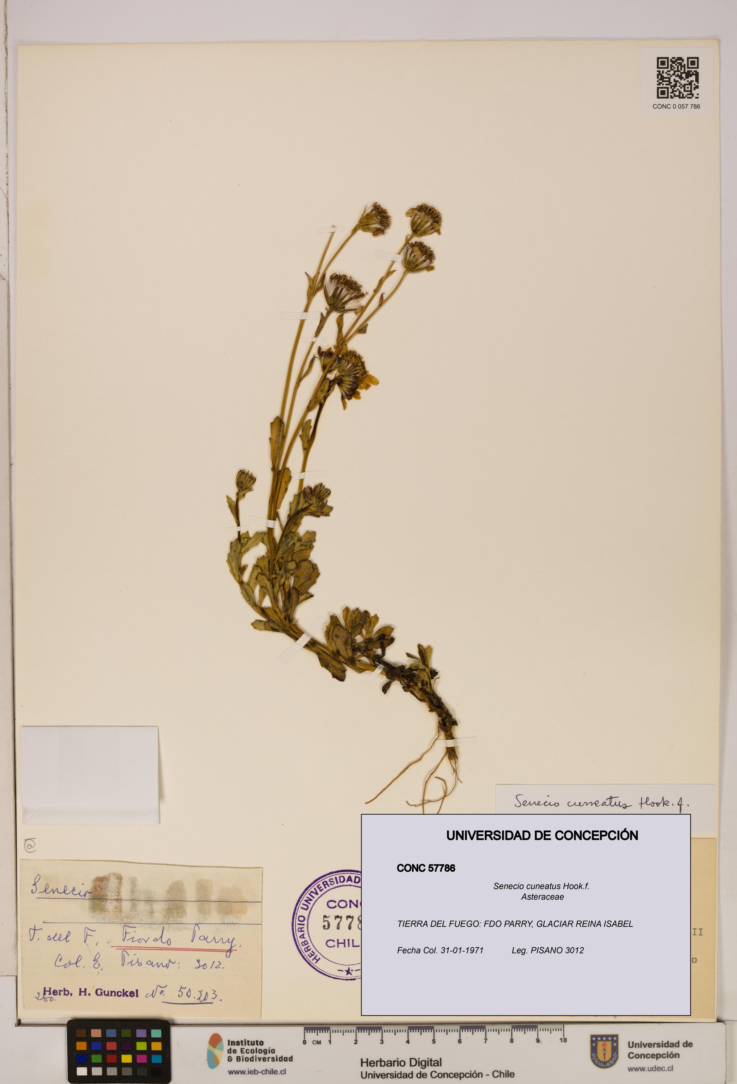 Senecio cuneatus [Espécimen: UDEC:CONC:0057786]