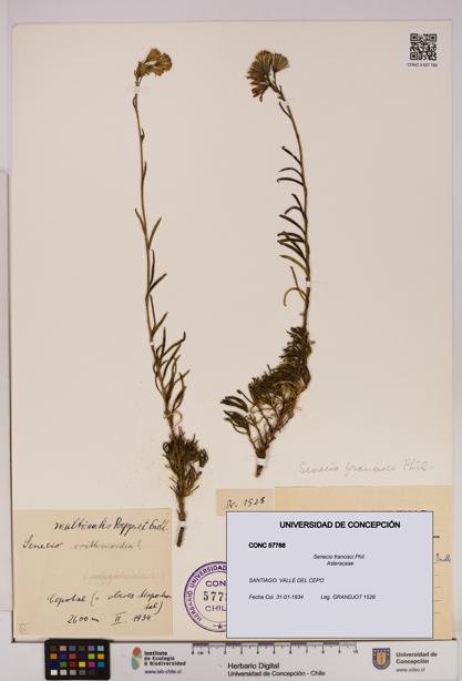 Senecio francisci [Espécimen: UDEC:CONC:0057788]