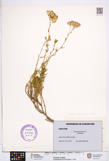 Senecio francisci [Espécimen: ]