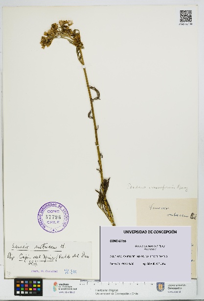 Senecio eruciformis [Espécimen: UDEC:CONC:0057796]