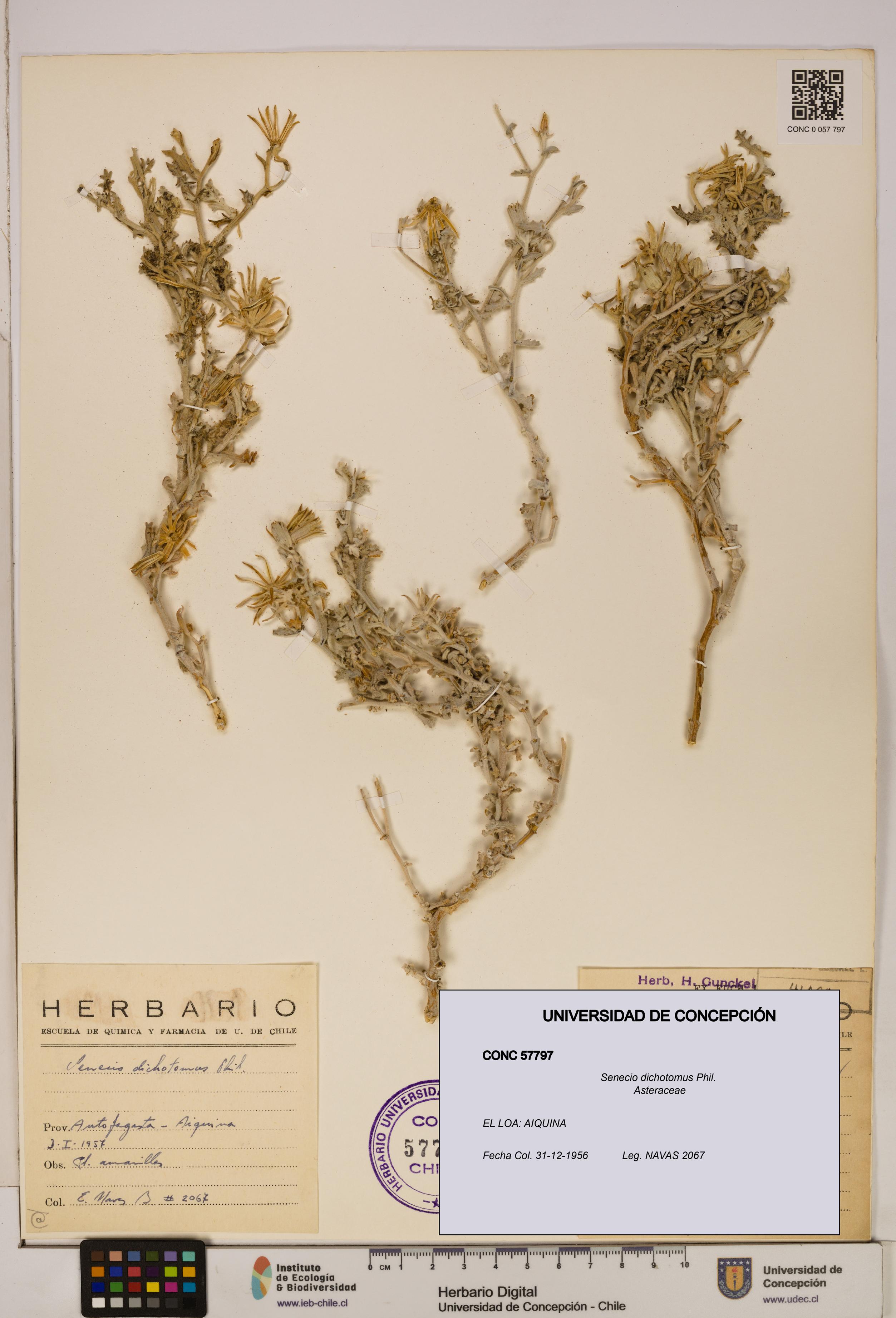 Senecio dichotomus [Espécimen: UDEC:CONC:0057797]