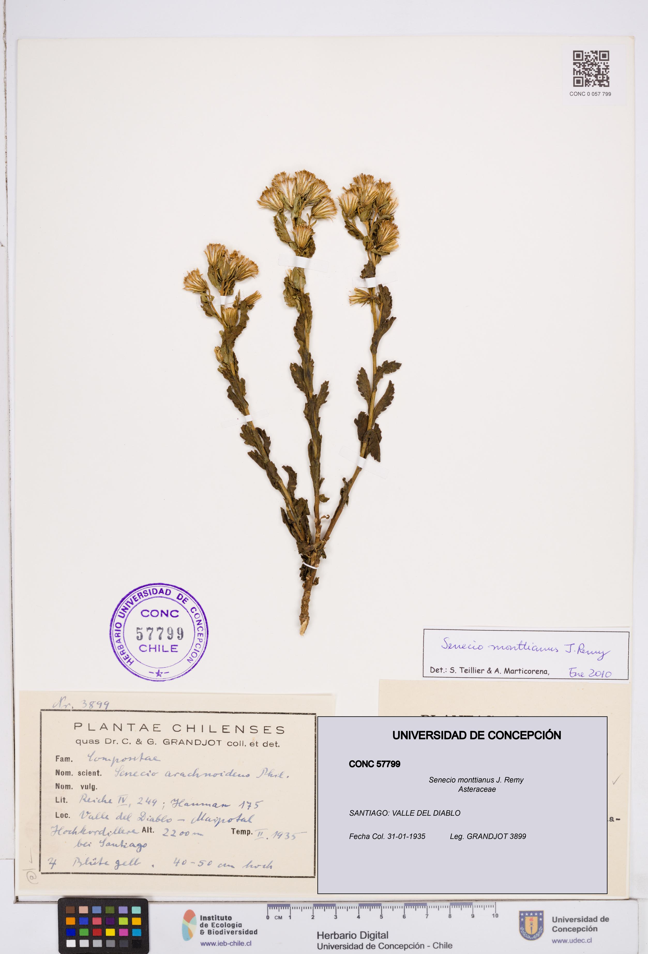 Senecio monttianus [Espécimen: ]
