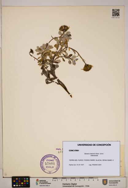 Senecio darwinii [Espécimen: ]