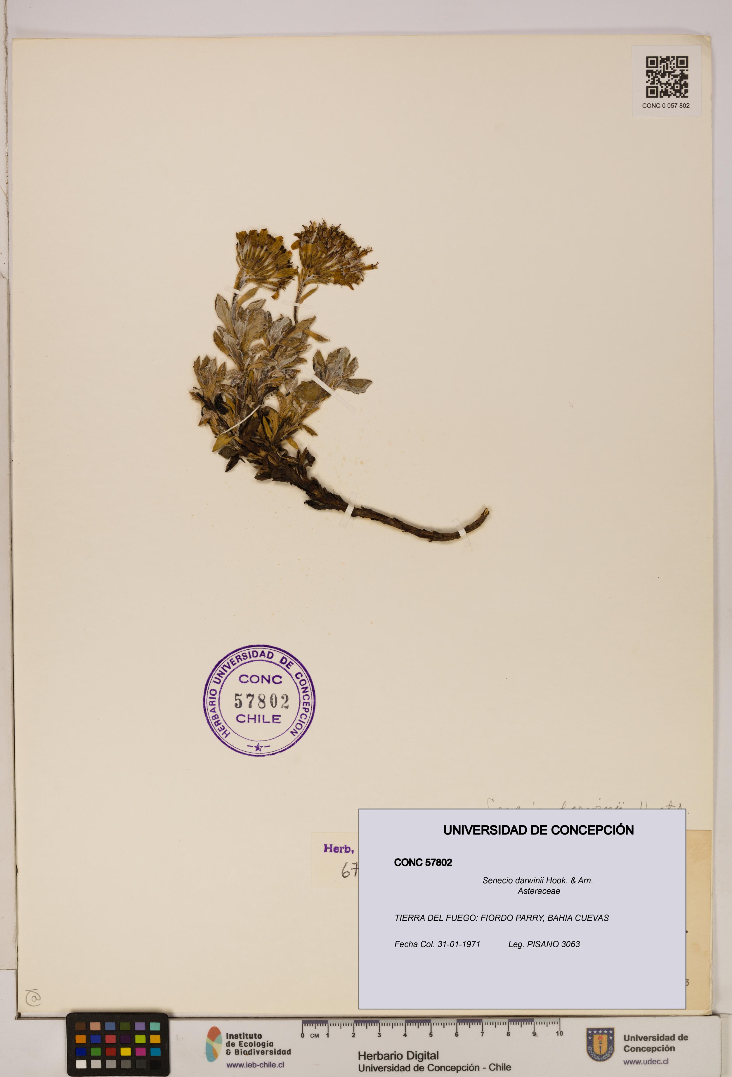 Senecio darwinii [Espécimen: UDEC:CONC:0057802]