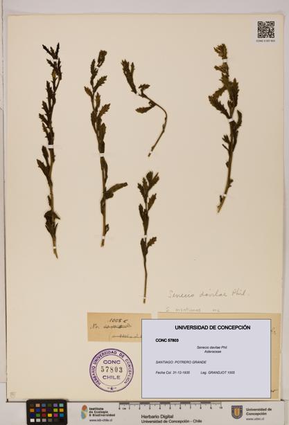 Senecio davilae [Espécimen: UDEC:CONC:0057803]