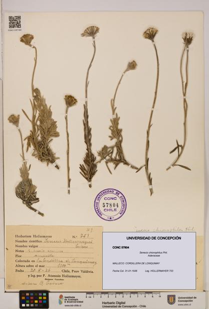 Senecio chionophilus [Espécimen: UDEC:CONC:0057804]