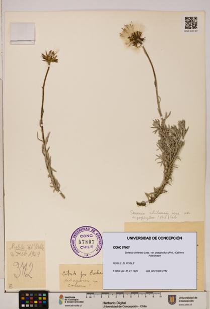 Senecio chilensis var. argophyllus [Espécimen: UDEC:CONC:0057807]