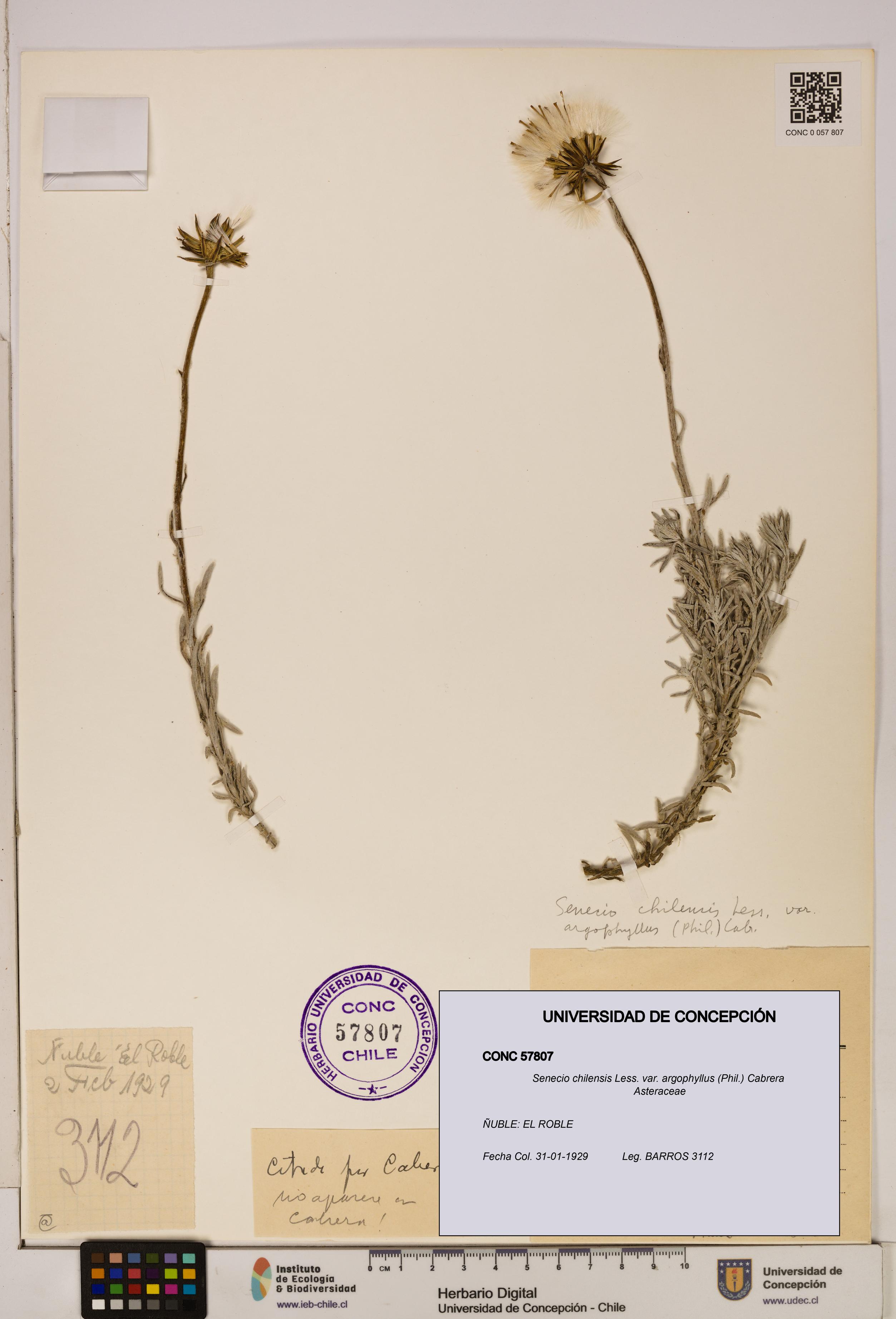 Senecio chilensis var. argophyllus [Espécimen: UDEC:CONC:0057807]