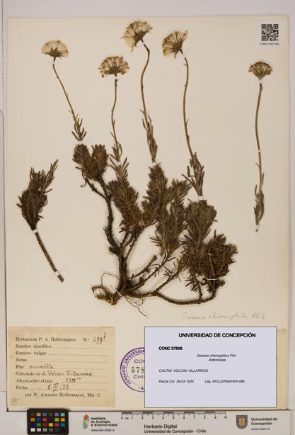 Senecio chionophilus [Espécimen: UDEC:CONC:0057808]