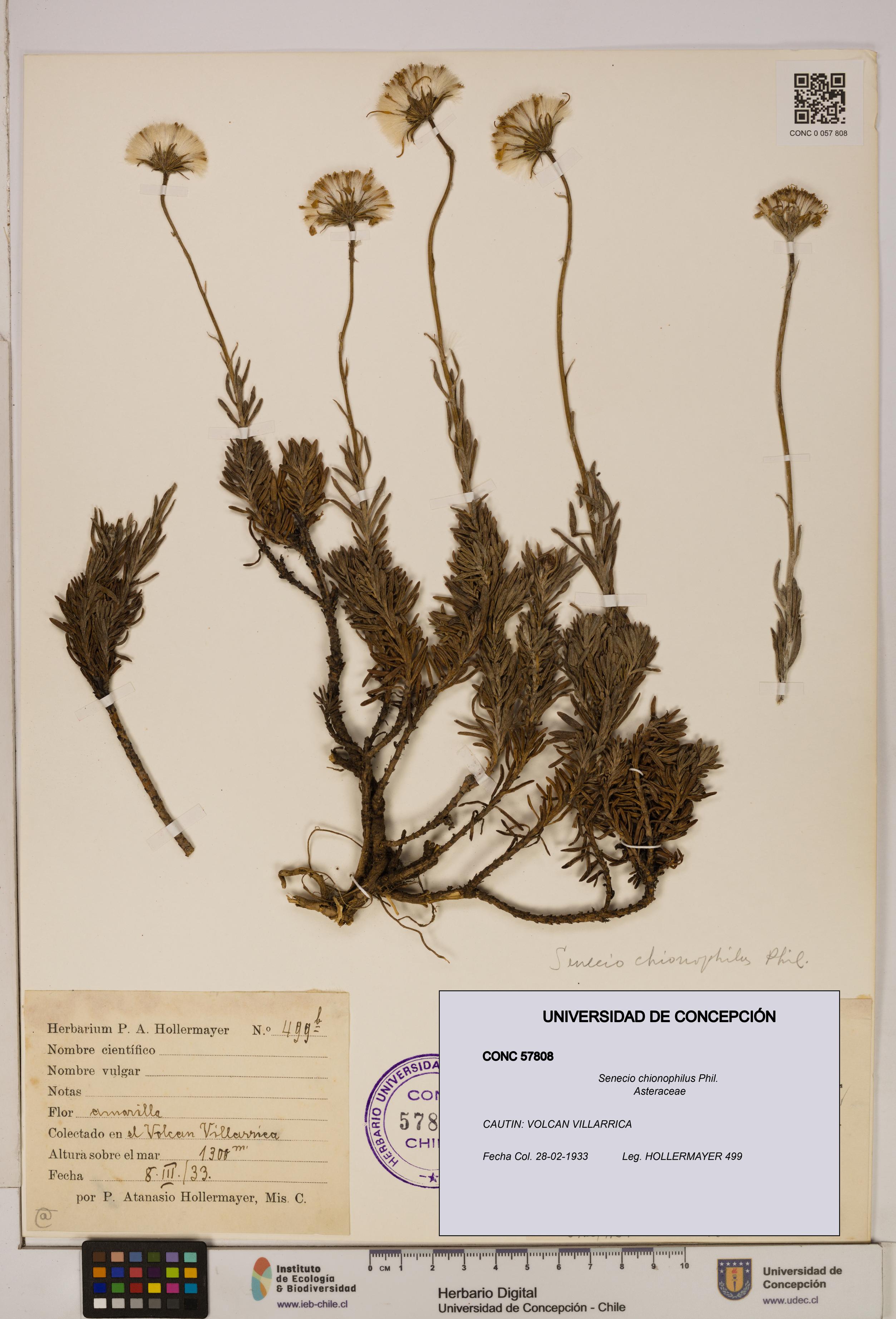 Senecio chionophilus [Espécimen: UDEC:CONC:0057808]