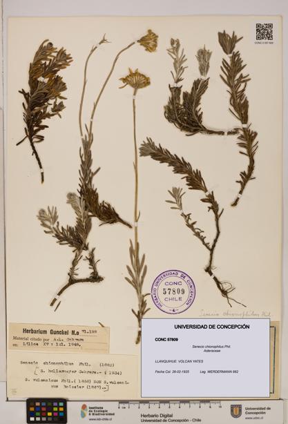 Senecio chionophilus [Espécimen: UDEC:CONC:0057809]