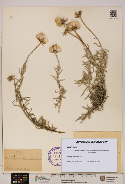 Senecio chilensis var. argophyllus [Espécimen: UDEC:CONC:0057810]