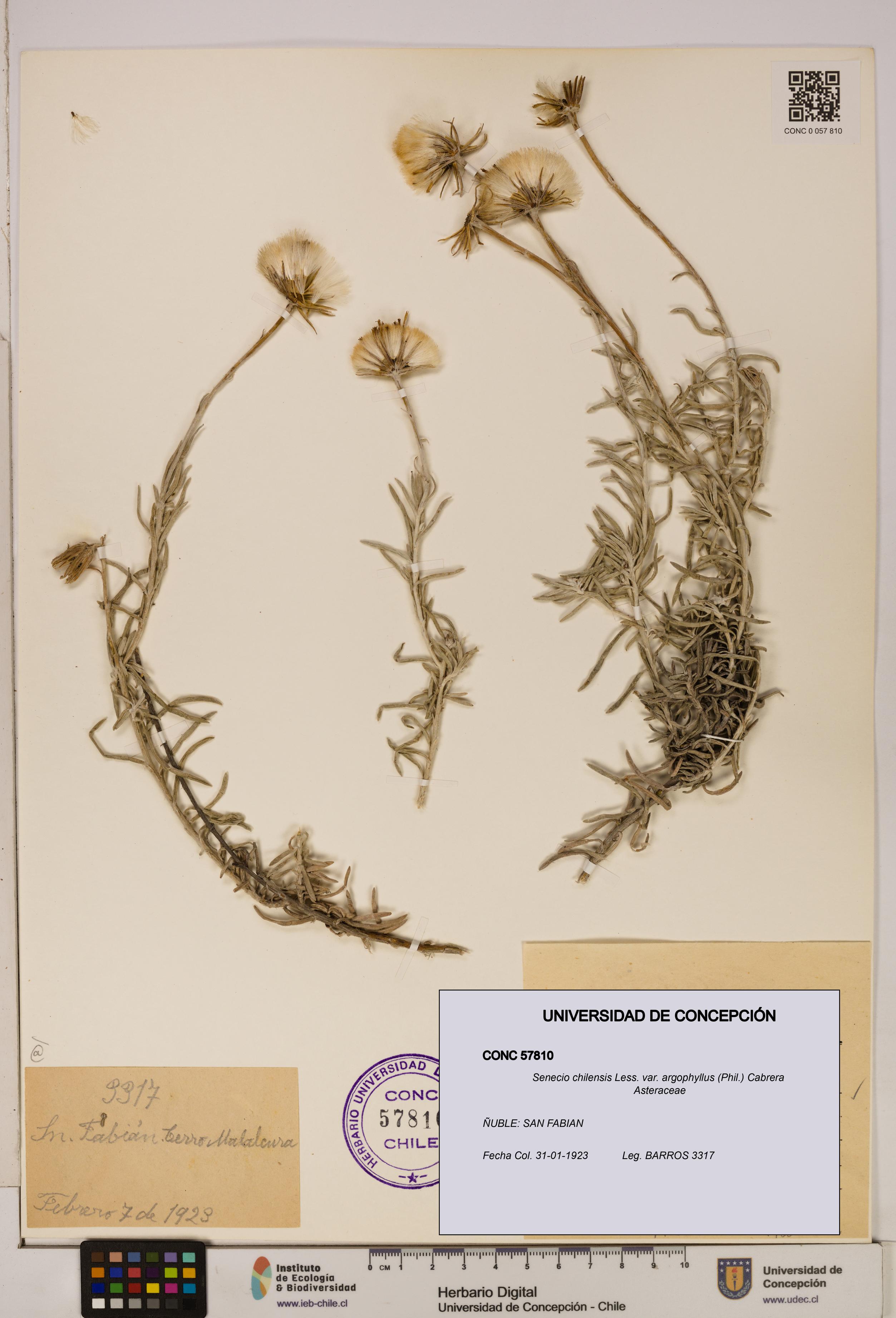 Senecio chilensis var. argophyllus [Espécimen: UDEC:CONC:0057810]