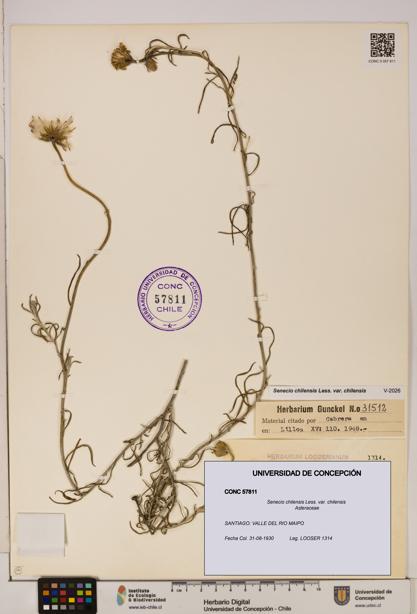 Senecio chilensis var. chilensis [Espécimen: UDEC:CONC:0057811]