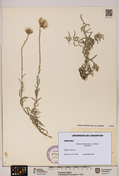 Senecio chilensis var. chilensis [Espécimen: UDEC:CONC:0057812]