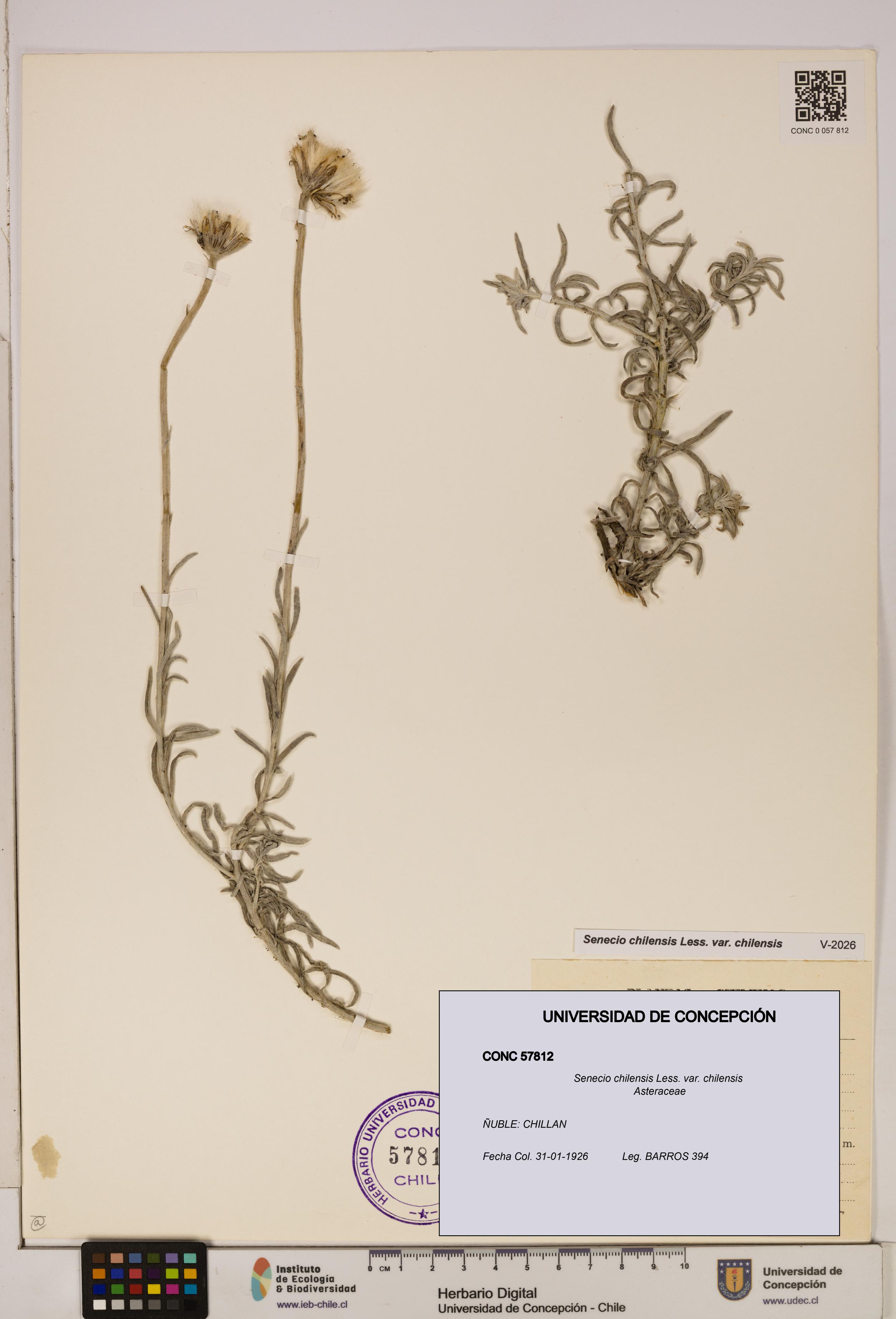 Senecio chilensis var. chilensis [Espécimen: UDEC:CONC:0057812]