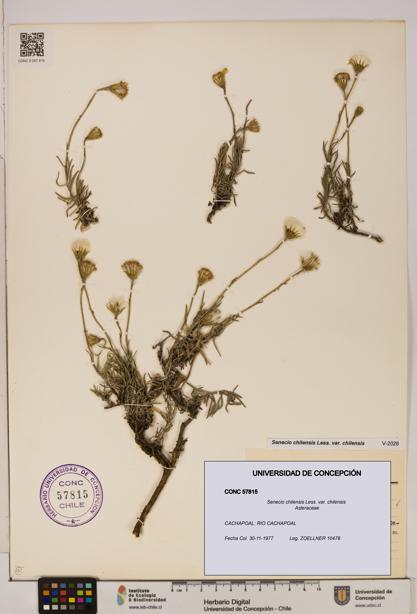 Senecio chilensis var. chilensis [Espécimen: UDEC:CONC:0057815]