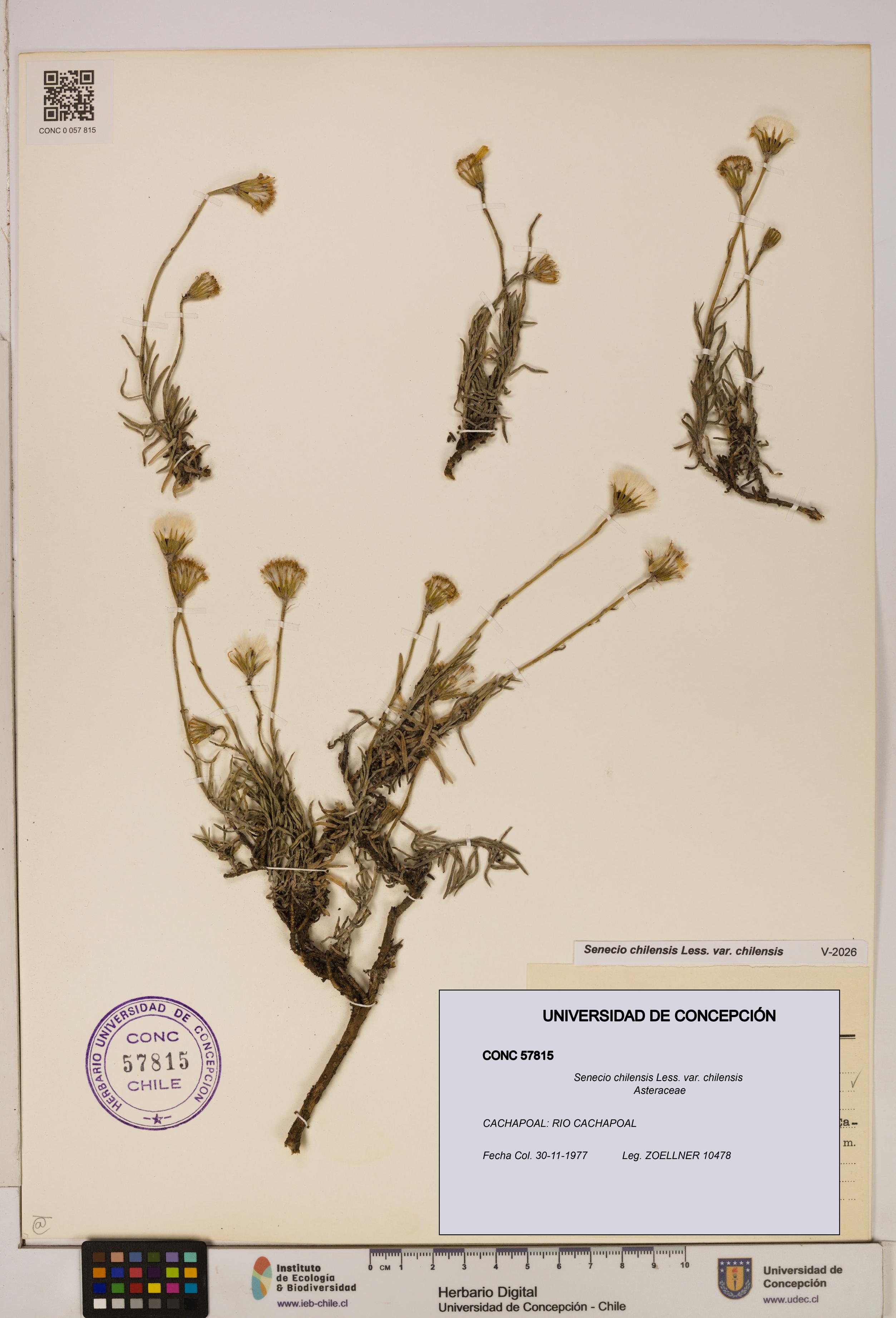 Senecio chilensis var. chilensis [Espécimen: UDEC:CONC:0057815]