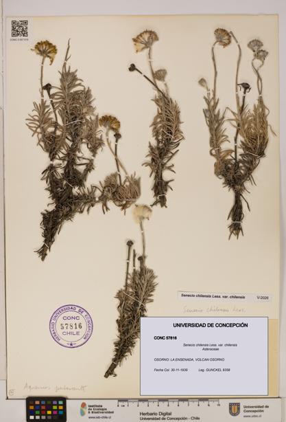Senecio chilensis var. chilensis [Espécimen: UDEC:CONC:0057816]