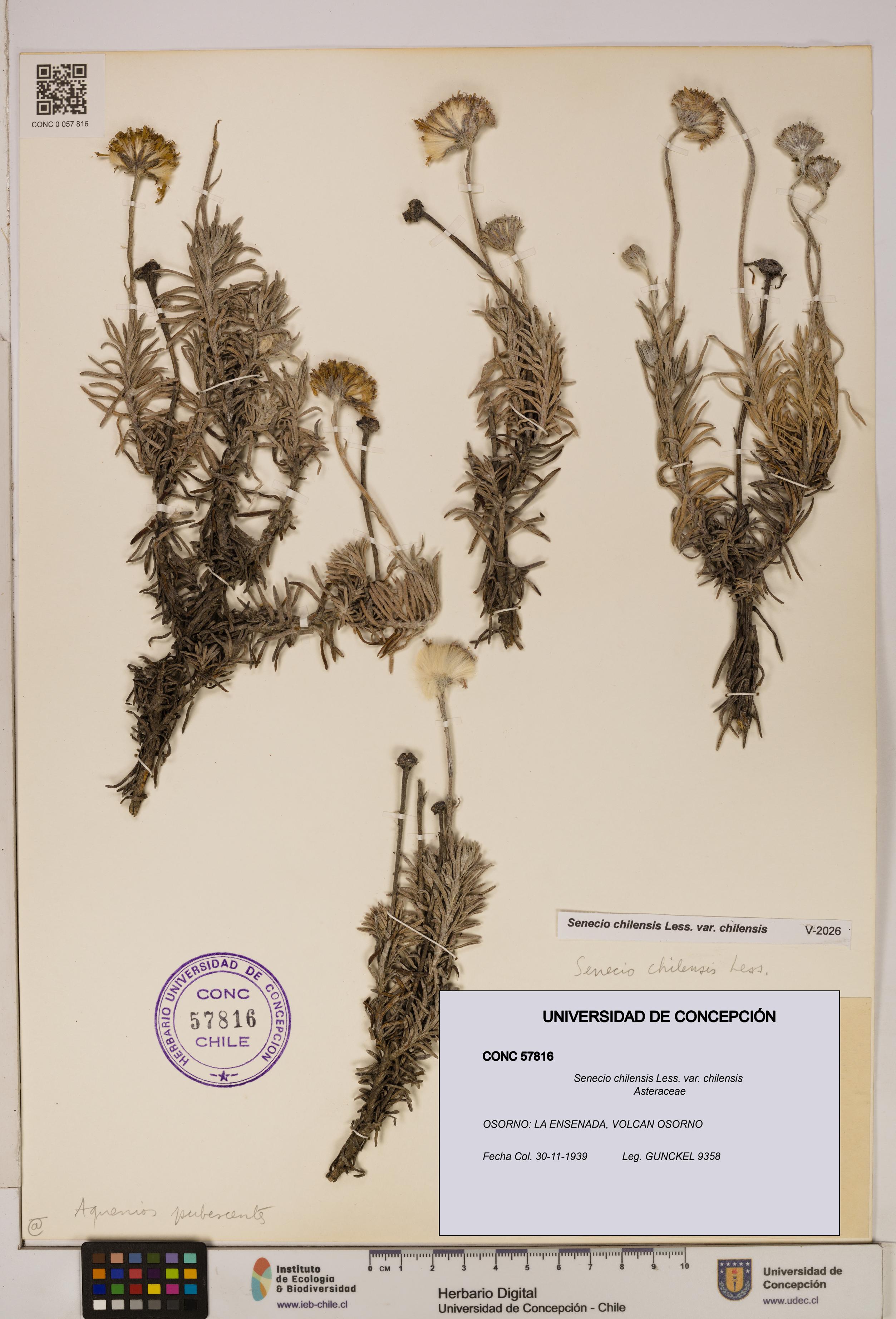 Senecio chilensis var. chilensis [Espécimen: UDEC:CONC:0057816]
