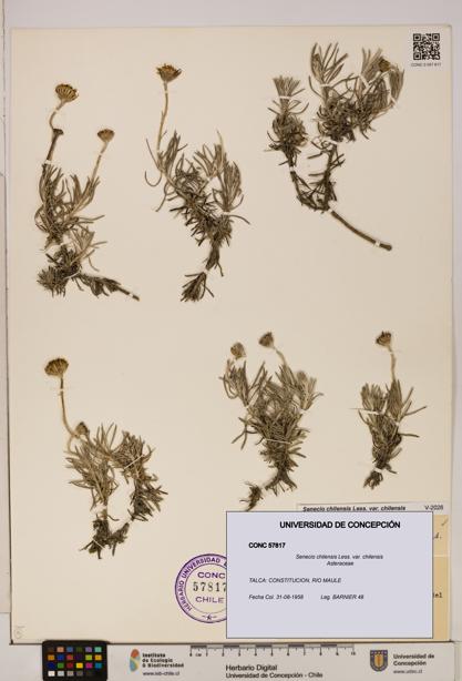 Senecio chilensis var. chilensis [Espécimen: UDEC:CONC:0057817]