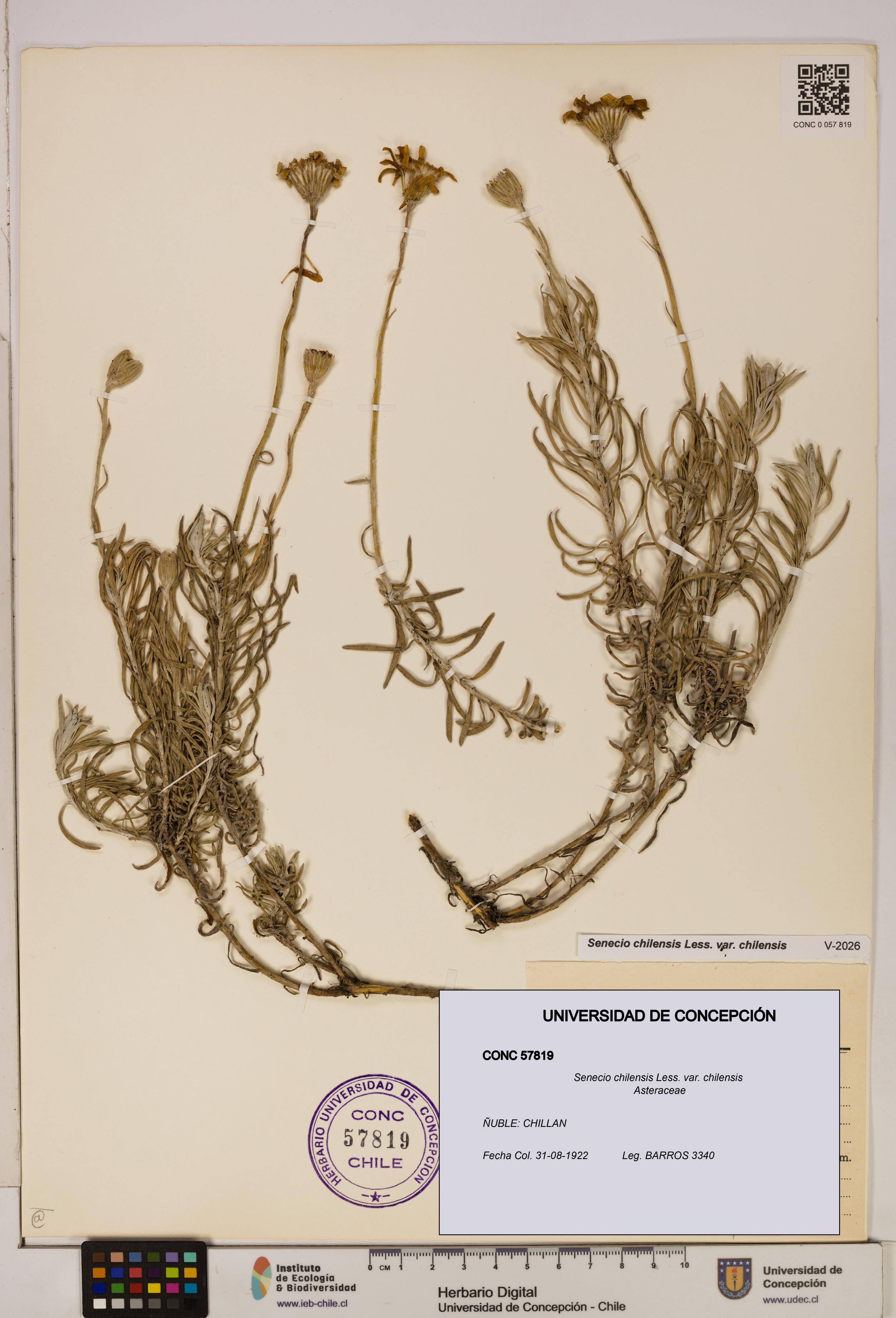 Senecio chilensis var. chilensis [Espécimen: UDEC:CONC:0057819]
