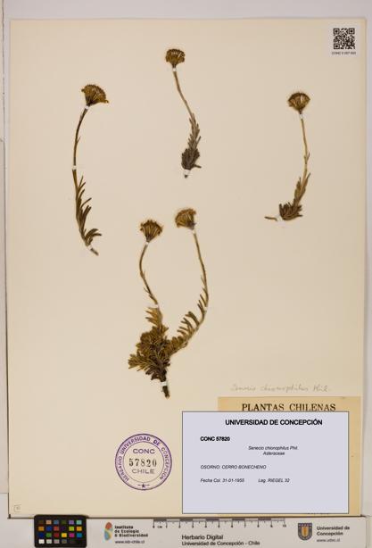 Senecio chionophilus [Espécimen: UDEC:CONC:0057820]