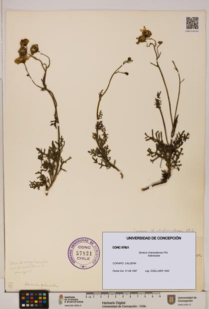 Senecio chanaralensis [Espécimen: UDEC:CONC:0057821]