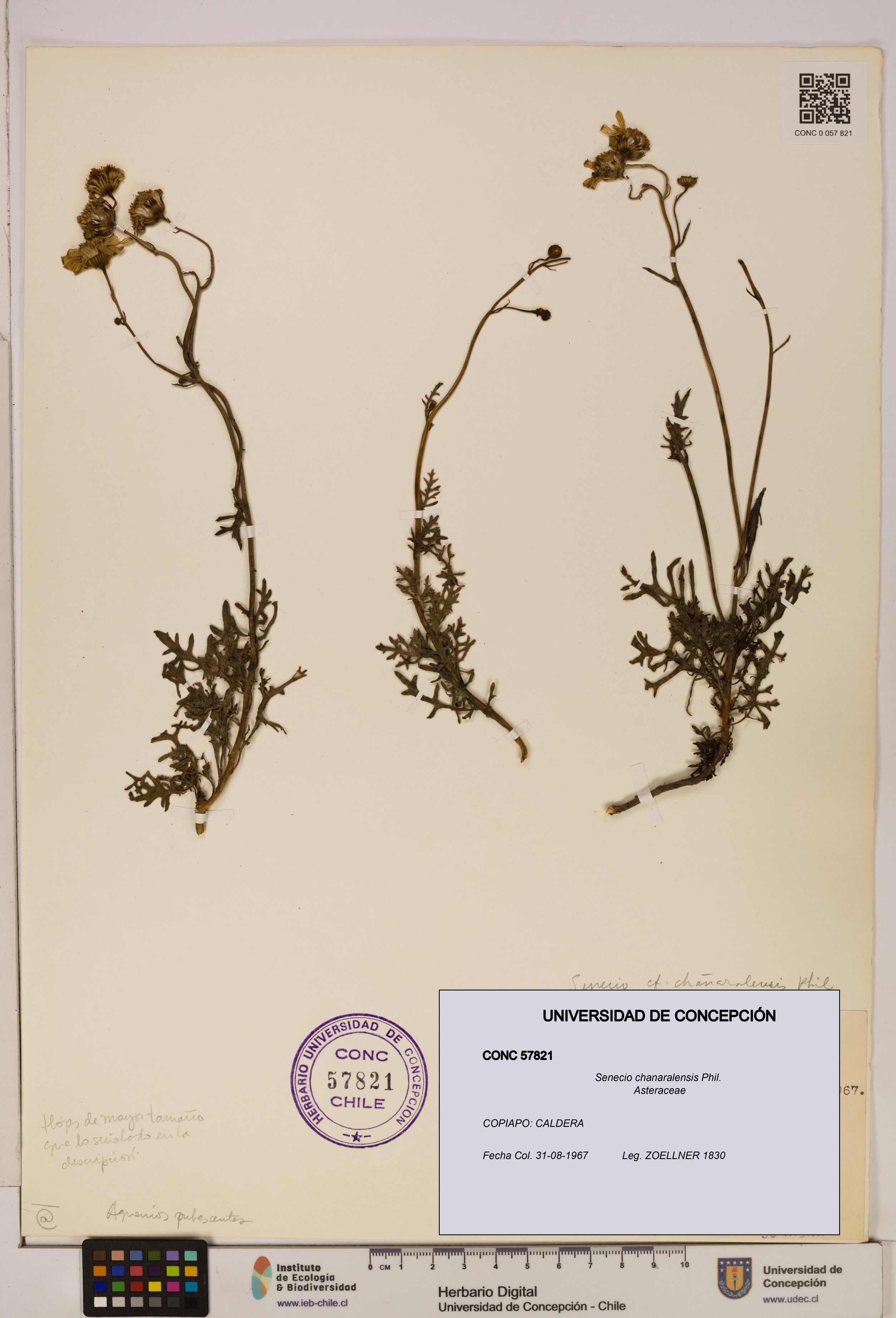 Senecio chanaralensis [Espécimen: UDEC:CONC:0057821]