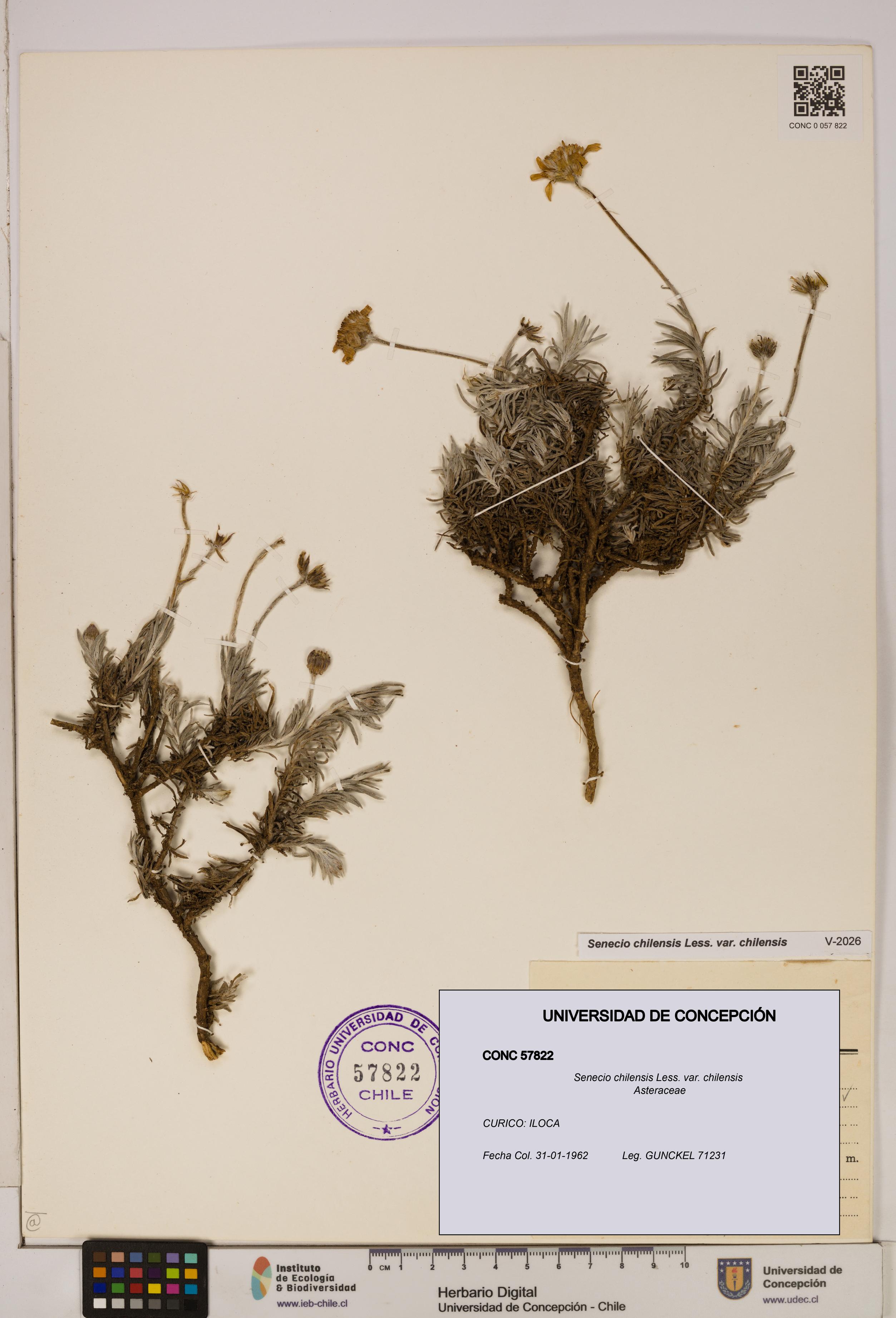 Senecio chilensis var. chilensis [Espécimen: UDEC:CONC:0057822]
